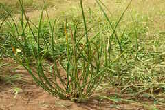 Scirpus articulatus